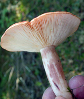 Lactarius vinaceorufescens, a nearly equal (in shape) stalk and close to crowded gills.